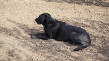 Kahverengi labrador baharda yerde yatar. Köpek dışarıda dinleniyor. Evcil hayvan sıcak..