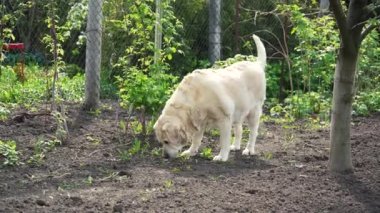 Fawn Labrador bahçeye işiyor. Köpek bahçede yürüyor. İlkbaharda evcil hayvan yürüyüşü.