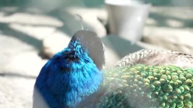 Erkek Hintli mavi tavus kuşu avluda dolaşıyor. Tüylerinde parlak bir deseni olan renkli bir kuş..