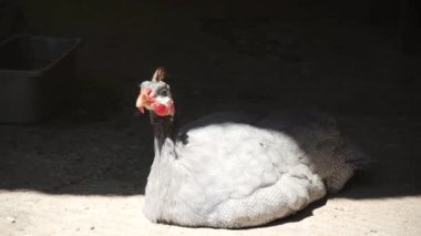 Güneşte güneşlenen gri tüylü bir kobay kuşu. Kümes hayvanlarının tüyleri. Kümes hayvanları yetiştiriciliği.