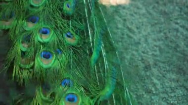 Erkek Hintli mavi tavus kuşu avluda dolaşıyor. Tüylerinde parlak bir deseni olan renkli bir kuş..