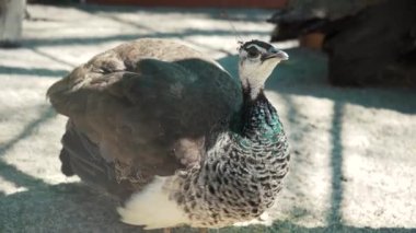 Peahen. Dişi bir Hintli tavus kuşu avluda yakından dolaşır. Egzotik bir kuşun tüylerinin ayrıntıları.