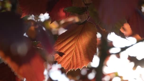 Junge Blätter Einer Rotblättrigen Hasel Großaufnahme Wiegen Sich Frühling Auf — Stockvideo