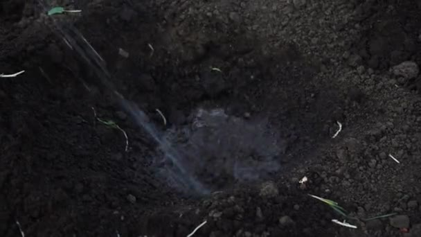 Jardinero Vierte Agua Agujero Suelo Para Plantar Una Plántula Campo — Vídeos de Stock