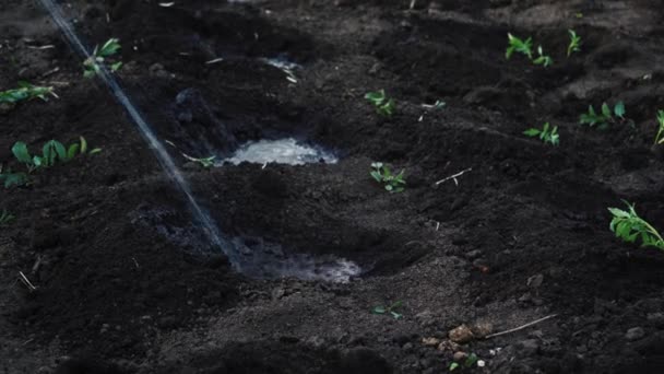 Ogrodnik Wlewa Wodę Dziury Glebie Aby Zasadzić Sadzonkę Otwartym Gruncie — Wideo stockowe