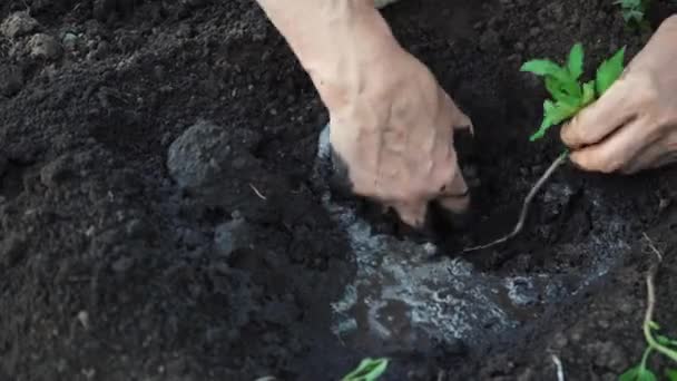 庭師の手は土の穴に苗を植えます 開けた地面に苗を植える 有機農業の概念 現場での手作業だ 植え付けと栽培植物 — ストック動画