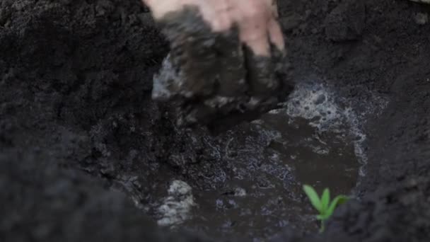 庭師の手は土の穴に苗を植えます 開けた地面に苗を植える 有機農業の概念 現場での手作業だ 植え付けと栽培植物 — ストック動画