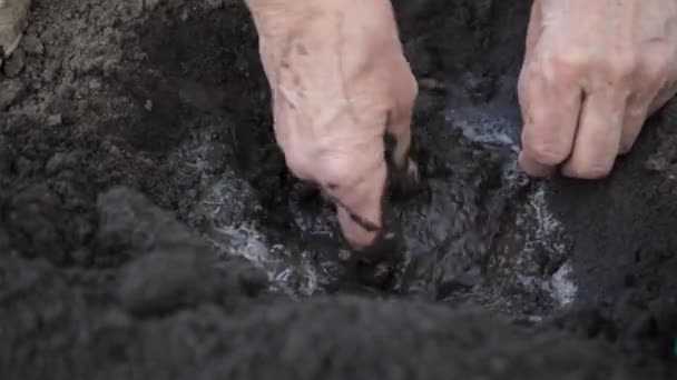 Χέρια Των Κηπουρών Φυτεύουν Ένα Δενδρύλλιο Μια Τρύπα Στο Έδαφος — Αρχείο Βίντεο