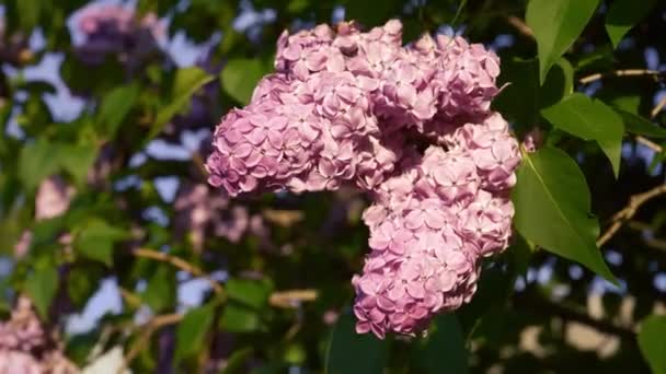 정원에는 라일락 근접촬영으로 라일락 덤불의 공원이 피어나고 있습니다 분홍빛 라일락 — 비디오