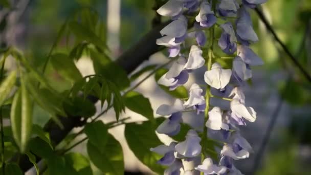 Japanische Glyzinien Blühen Frühling Grones Lila Glyzinien Blühen Großaufnahme Auf — Stockvideo