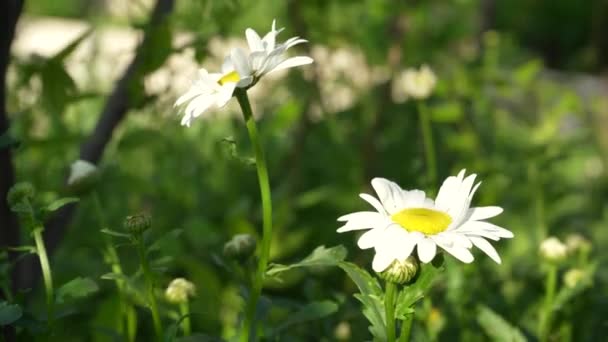 Bílé Sedmikrásky Loukách Pole Květin Užívající Bílého Heřmánku Dekorativní Květiny — Stock video