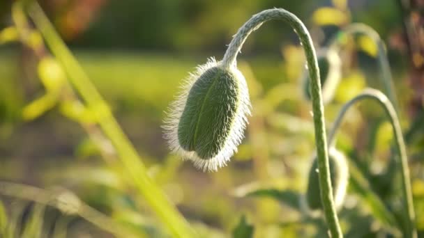 熟していない緑色のポピーの頭 パパバーの花が閉じます 庭の禁止植物の栽培 天然薬物 — ストック動画