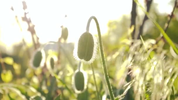 熟していない緑色のポピーの頭 パパバーの花が閉じます 庭の禁止植物の栽培 天然薬物 — ストック動画