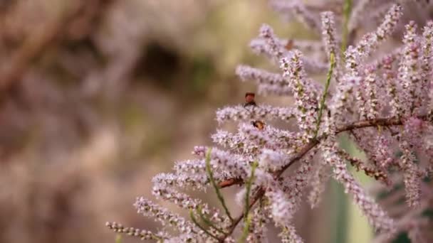 春意盎然的落叶松在春天的特写 针叶树的粉红色花朵 树上的甲壳类动物 昆虫爬在粉红的落叶松花瓣上 — 图库视频影像