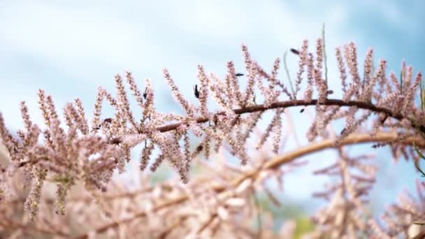 春意盎然的落叶松在春天的特写 针叶树的粉红色花朵 树上的甲壳类动物 昆虫爬在粉红的落叶松花瓣上 — 图库视频影像