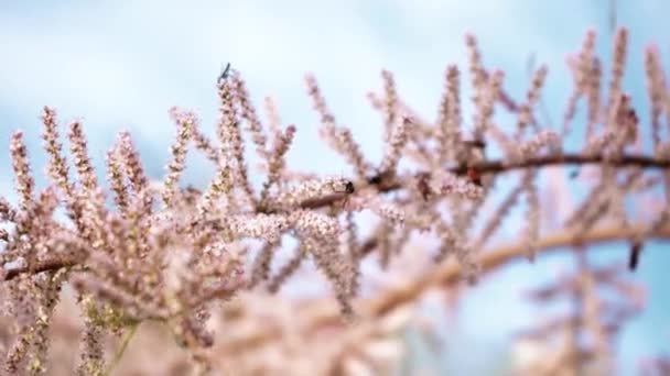 Цветущая Лиственница Весной Крупным Планом Розовые Цветы Хвойного Дерева Жуки — стоковое видео