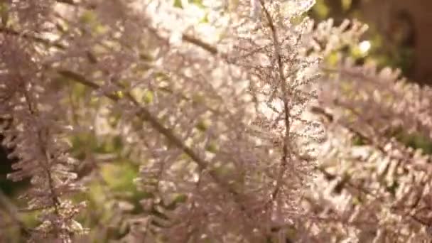 Цвітіння Модрини Навесні Крупним Планом Рожеві Квіти Хвойного Дерева Жуки — стокове відео