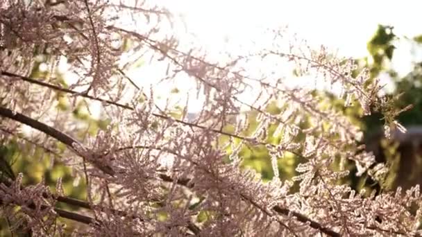 Kwitnąca Modrzew Wiosennym Zbliżeniu Różowe Kwiaty Drzewa Iglastego Chrząszcze Gałęziach — Wideo stockowe