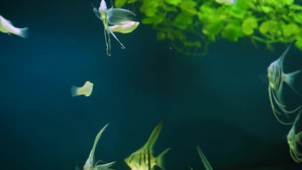 Fisk Simmar Ett Hem Akvarium Mångfald Undervattensvärlden Bakom Glas Vattentank — Stockvideo