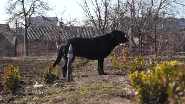 Labrador Marrón Encuentra Suelo Primavera Perro Está Descansando Aire Libre — Vídeo de stock