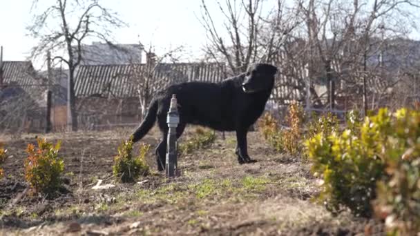 Коричневый Лабрадор Ложится Землю Весной Собака Отдыхает Улице Животное Чувствует — стоковое видео