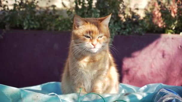 ジンジャーキャットは春に太陽の下で屋外に座っています 猫の銃口のクローズアップ ペットは自然の中で休み — ストック動画