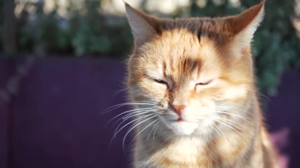 고양이는 봄철에 밖에서 햇빛을 받으며 있습니다 고양이입을 클로즈업했습니다 자연계에서 휴식을 — 비디오