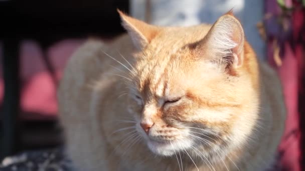 Рыжая Кошка Весной Сидит Солнце Крупным Планом Кошачьей Морды Отдых — стоковое видео