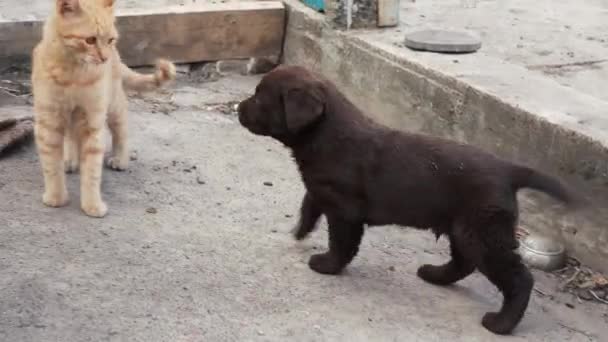 Een Jong Gemberpoesje Een Bruine Labrador Puppy Spelen Buiten Grond — Stockvideo