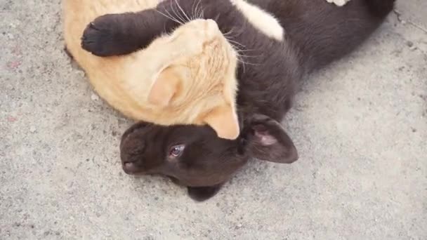 若い生姜子猫と茶色のラブラドールの子犬が屋外で遊んでいます 猫と犬は友達です — ストック動画