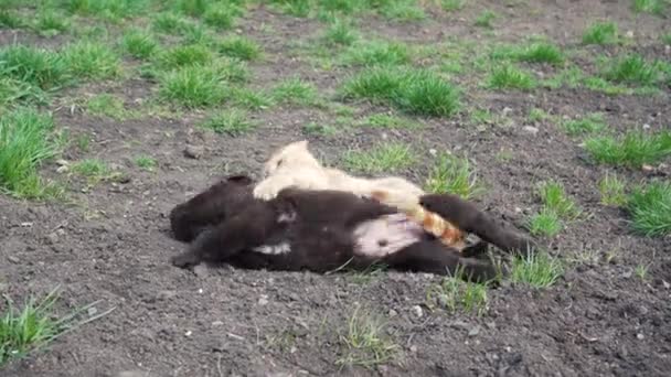 Genç Bir Kızıl Kedi Yavrusu Kahverengi Labrador Yavrusu Dışarıda Oynuyorlar — Stok video