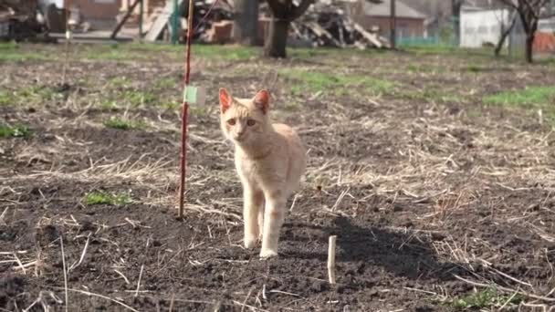 Genç Kızıl Kedi Baharda Güneşte Dışarıda Oturur Kedilerin Ağızlıklarına Yakın — Stok video
