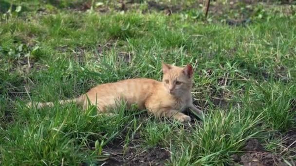 在春天的阳光下 小姜黄猫躺在草坪上 猫嘴的特写 在大自然中休息的宠物 — 图库视频影像
