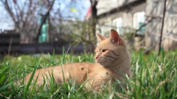 Νεαρή Κοκκινομάλλα Γάτα Βρίσκεται Έξω Στον Ήλιο Της Άνοιξης Στο — Αρχείο Βίντεο