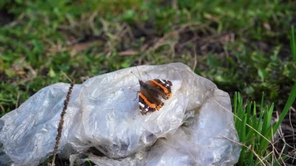 Kelebek Plastik Bir Torbaya Oturur Polietilen Çöp Gaz Emisyonlarıyla Çevre — Stok video