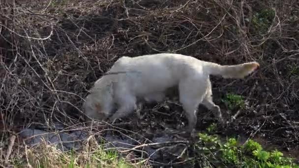Labrador Haltar Hunden Haltar Vidare Gården Längs Bäcken Sällskapsdjur Promenad — Stockvideo