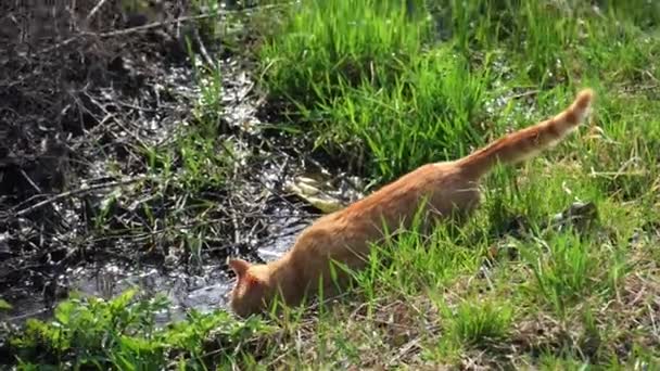 Młody Rudy Kot Zewnątrz Słońcu Wiosną Pobliżu Strumienia Kot Pije — Wideo stockowe