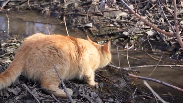 Young Ginger Cat Outdoors Sun Spring Stream Cat Drinks Water — Stock Video