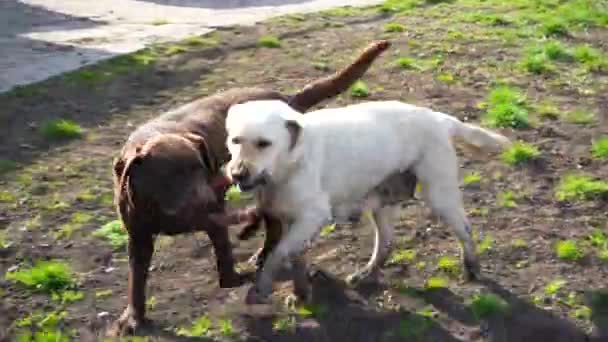 两个拉布拉多猎犬在春天玩一个玩具 狗互相玩耍 宠物的竞争和友谊 — 图库视频影像