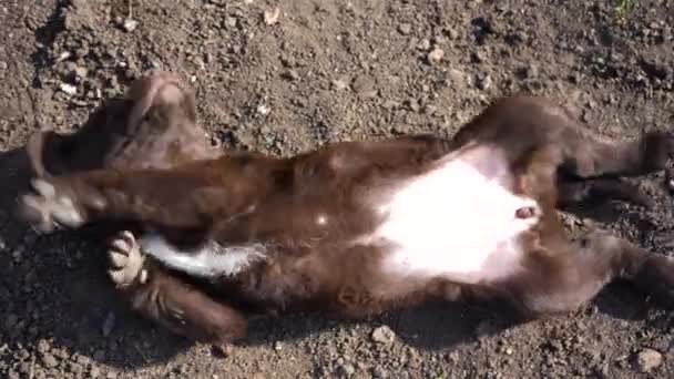 Perrito Labrador Marrón Está Jugando Suelo Mascotas Tontas Aire Libre — Vídeos de Stock