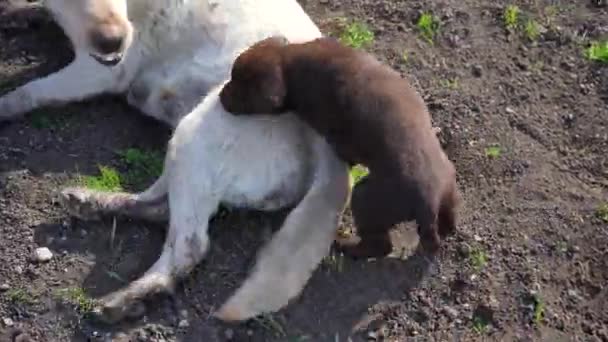 Štěně Hnědého Labradora Retrívra Hraje Svou Mámou Labrador Retrívr Maminka — Stock video