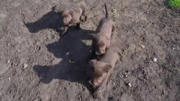 三只棕色的拉布拉多小狗在地上玩耍 宠物在户外玩耍 幼犬在车架上一起奔跑 — 图库视频影像
