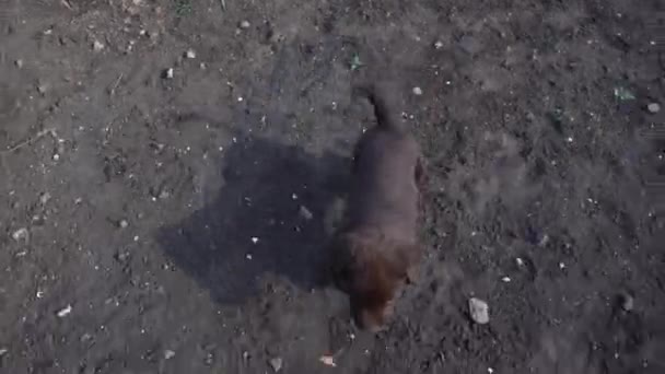 Kahverengi Labrador Köpeği Yerde Oynuyor Evcil Hayvanlar Ilkbaharda Dışarıda Oynaşırlar — Stok video
