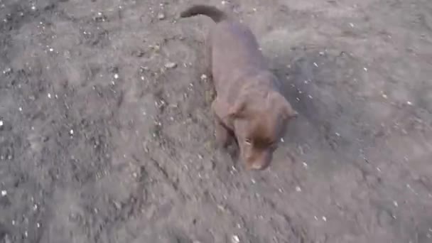 Brązowy Szczeniak Labrador Bawi Się Ziemi Zwierzęta Zabawiają Się Zewnątrz — Wideo stockowe