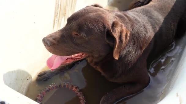 Labrador Recuperador Marrón Yace Una Tina Agua Perro Enfría Del — Vídeos de Stock