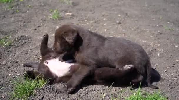 Three Brown Labrador Puppies Play Ground Pets Fool Outdoors Spring — Stock Video