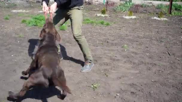 棕色拉布拉多猎犬正在公园里与一个男孩玩耍 狗用牙齿咬住橡皮圈 狗咬训练 — 图库视频影像