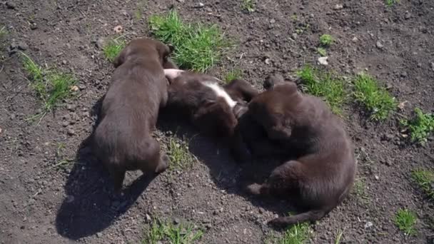 Three Brown Labrador Puppies Play Ground Pets Fool Outdoors Spring — Stock Video