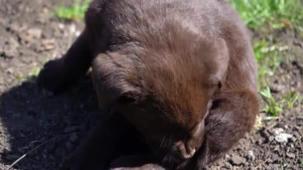Cucciolo Labrador Marrone Sta Giocando Terra Gli Animali Domestici Divertono — Video Stock