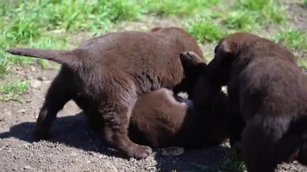 Tre Cuccioli Marroni Labrador Giocano Terra Gli Animali Domestici Divertono — Video Stock